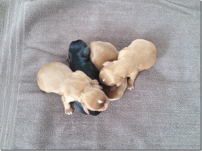 1 day old pups