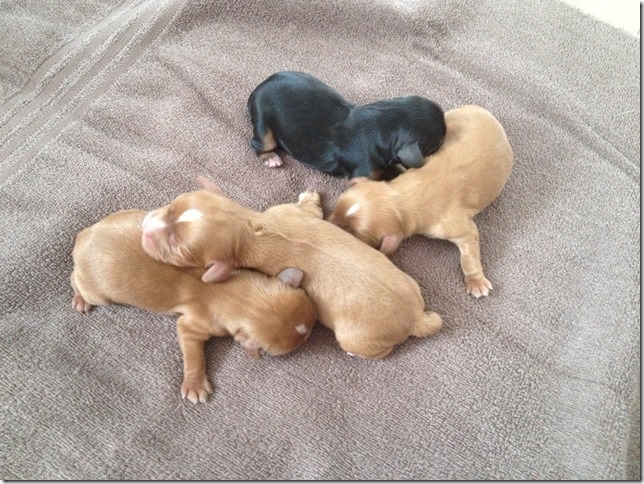 1 day old pups