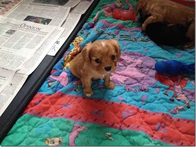 5 week old small ruby boy