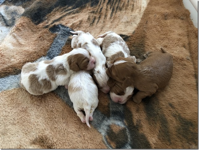 Jersey & King pups 2019 - 2 weeks old
