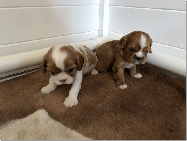 Jersey & King pups at 4 weeks.