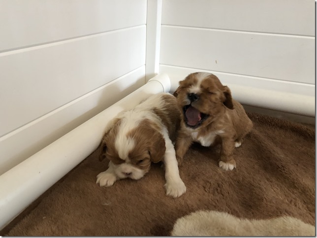 Jersey & King pups at 4 weeks.