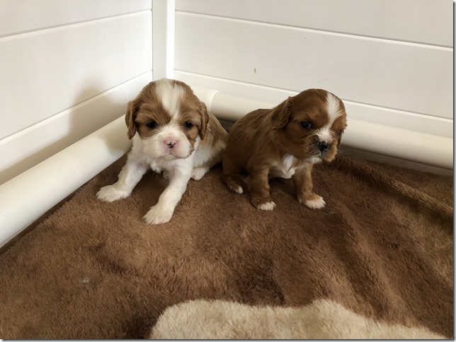 Jersey & King pups at 4 weeks.