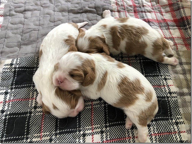 Mindy & King Pups at 1 1/2 weeks old.