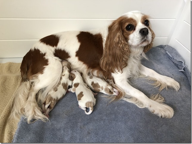 Mindy with her pups same day born.