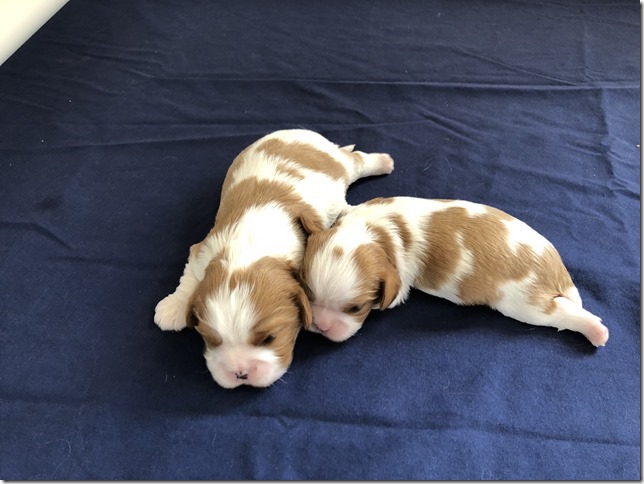 Mindy & King pups April 22nd, 2019