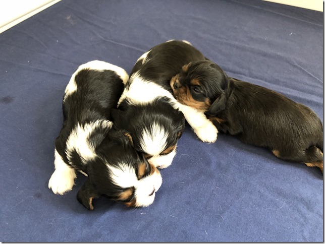 Piper & King pups at 2.5 weeks old.