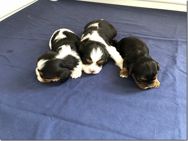 Piper & King pups at 2.5 weeks old.