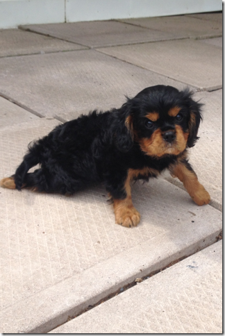 Toby at 8 weeks old.