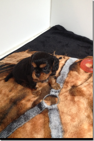 Boy black/tan at 5 weeks. (Name to come)