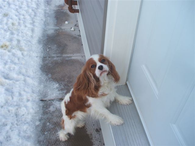 Bella outside saying hurry up and let me in.