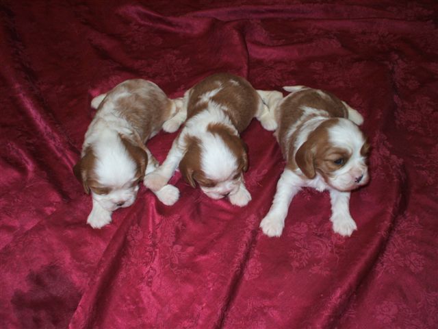 Bell's pups 2012.