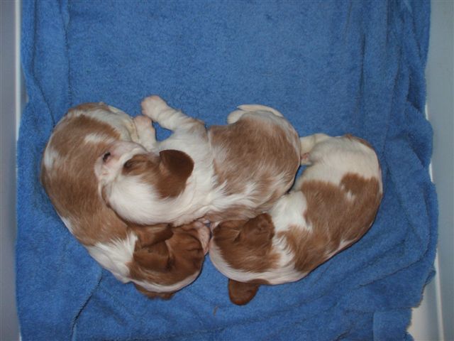 Bella's pups 2012.