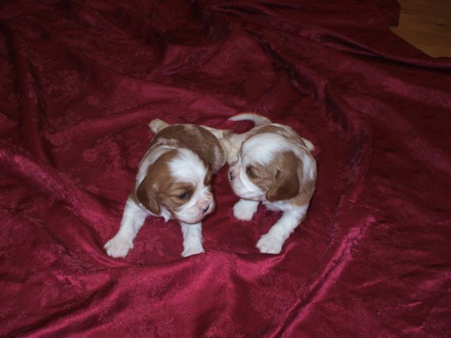 Bella and Jake's 2 boys born Jan. 8th, 2012.