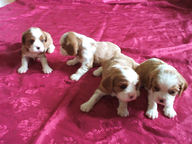 Bella's pups at 3 weeks old.