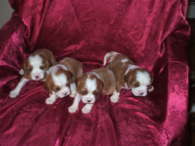 Bella's pups at 3 weeks old.