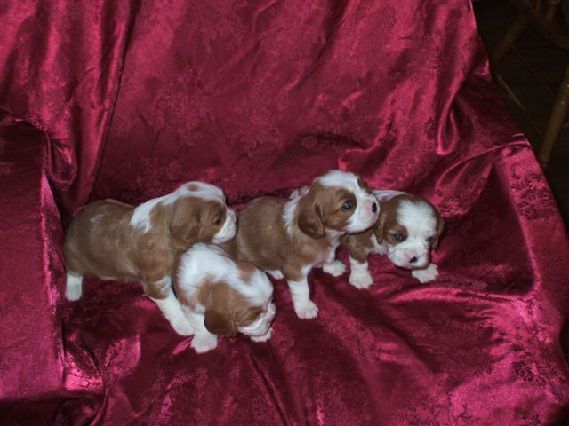 Bella's pups at 3 weeks old.