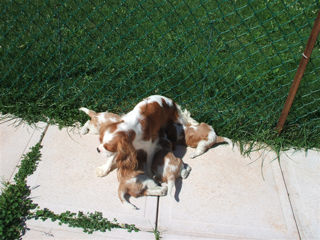 Bella nursing her pups outside.