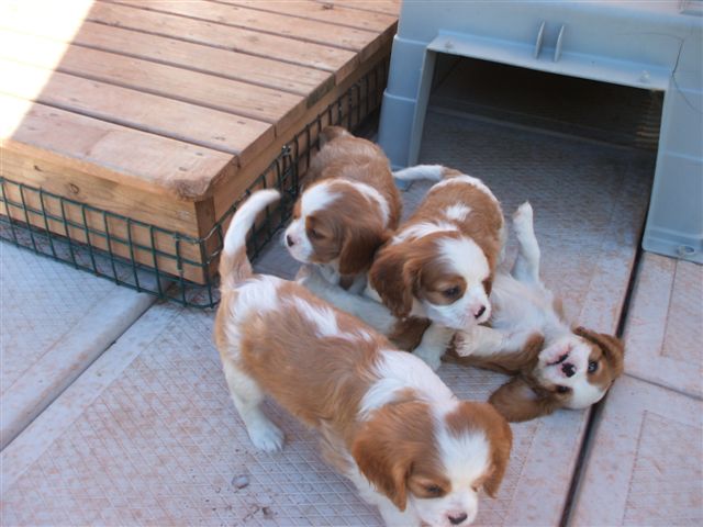 Bella's pups outside at 6.5 weeks old.