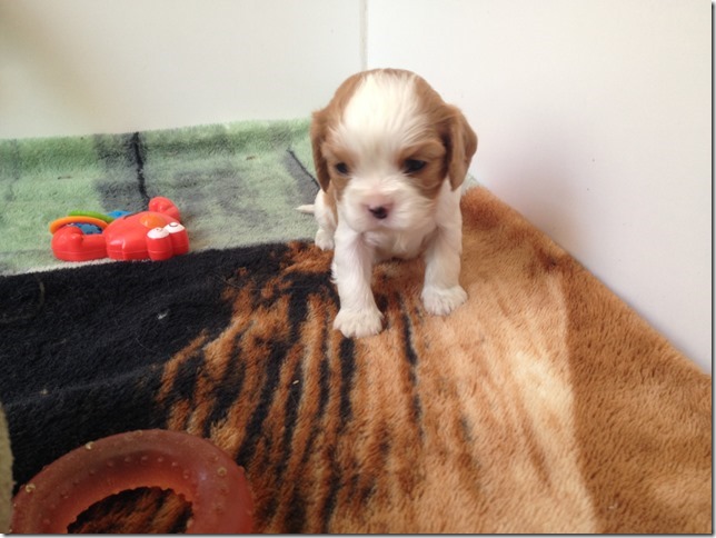 Blenheim girl at 3 1/2 weeks old...