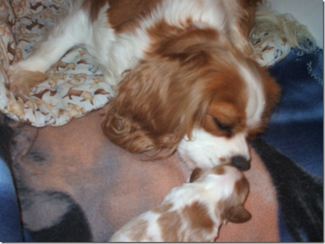 Caleigh with Stanley at 1 week old.