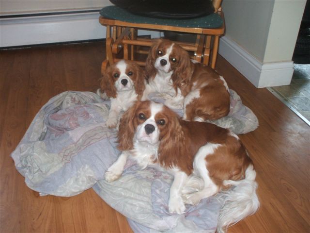 Casey, Jake, and Caleigh on blanket.