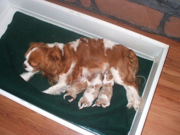 Casey and her puppies.