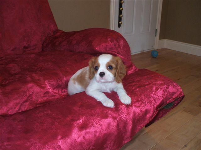 Charlie at 8 weeks old.