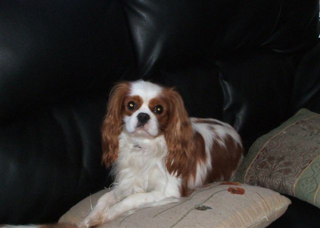 Jamal resting on the couch.