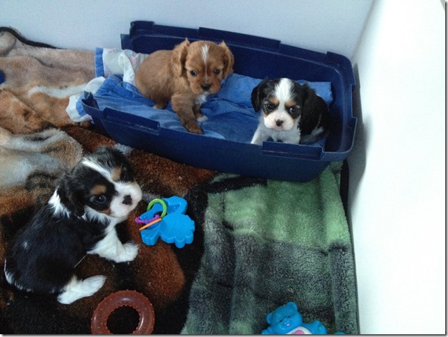 Jenny, Callie, & Rudy at 5 weeks old.