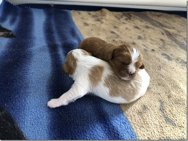 Jersey & King pups born April 30th, 2019