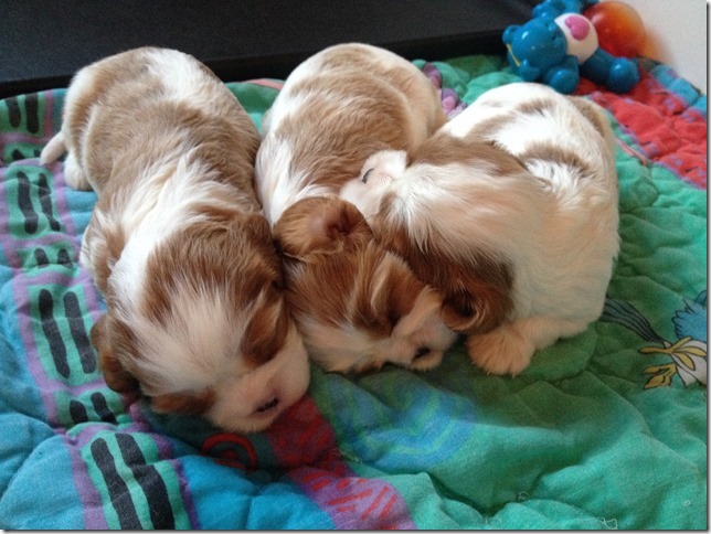 Jersey & King pups 3 weeks old.