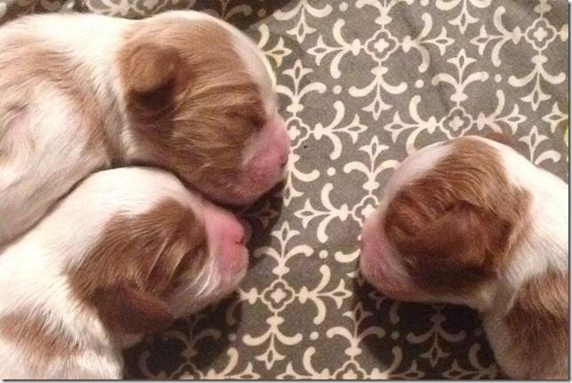 Jersey and King Pups 5 days old.