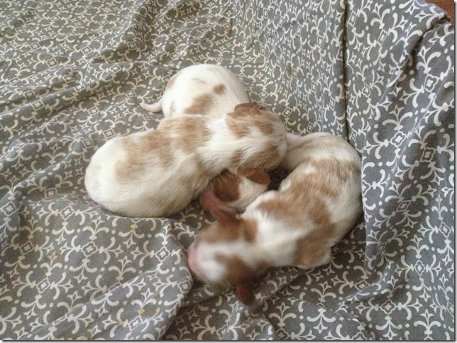 Jersey and King Pups 5 days old.