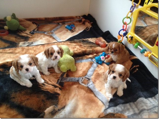 Jersey and King pups at 6.5 weeks old.