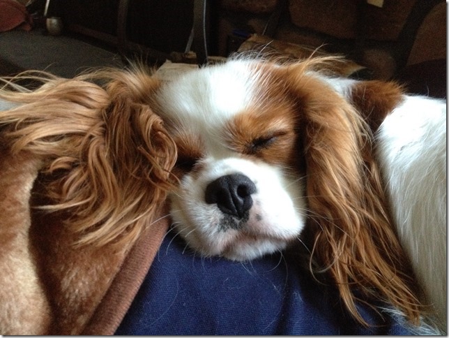 Sandicast cavalier sale king charles spaniel