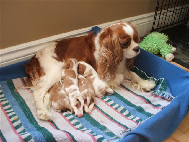 Marley and pups at 1 week old.