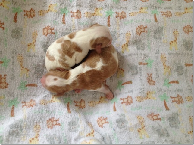 Mindy and Jake's pups 2 days old.
