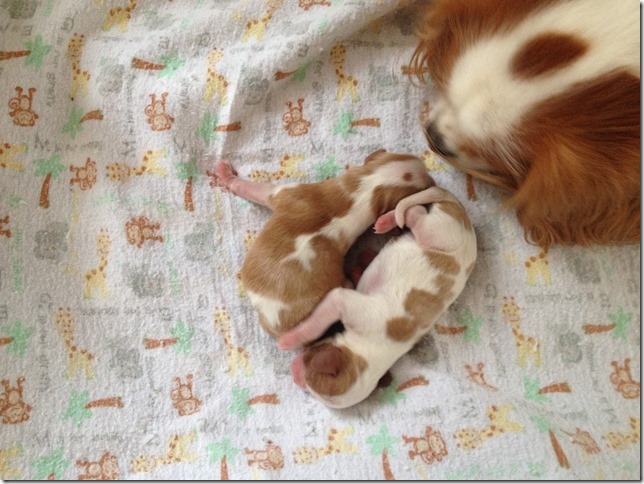 Mindy and Jake's pups 2 days old.