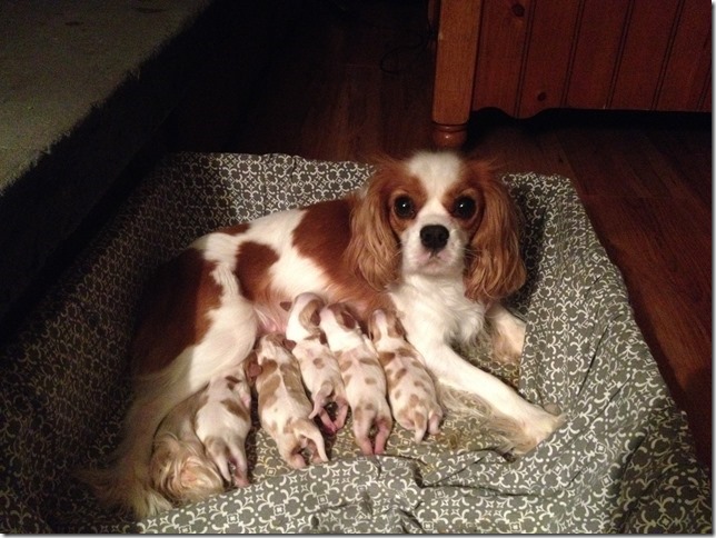 Mindy and pups at 3 days old.