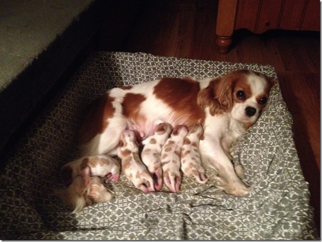 Mindy and pups at 3 days old.