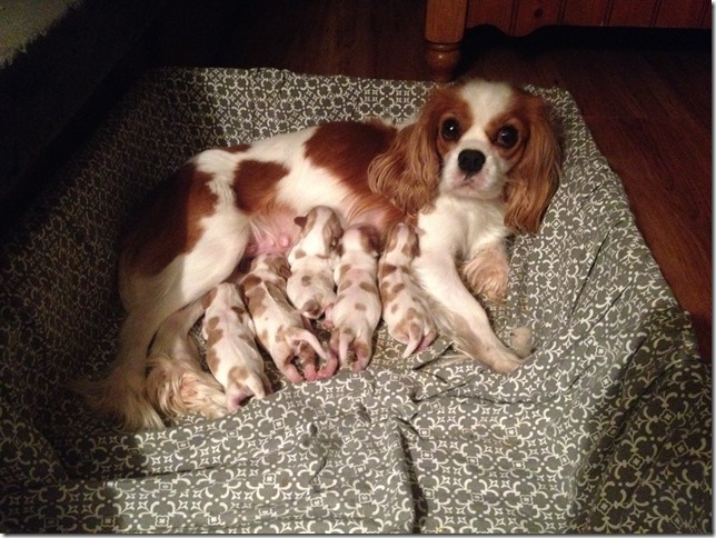 Mindy and pups at 3 days old.