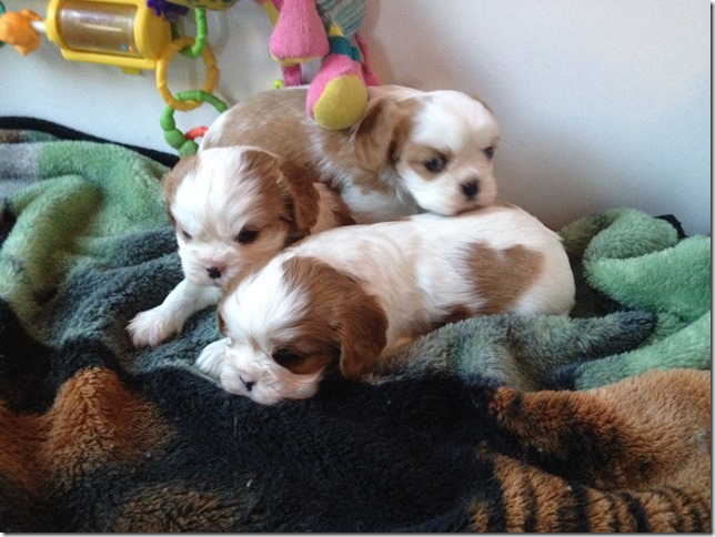 The 3 blenheim boys at 4.5 weeks old...