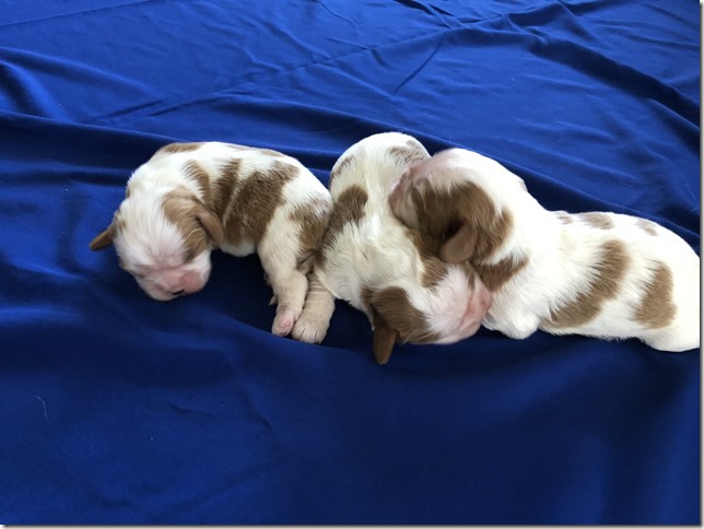 Mindy and King boys at 1 week old