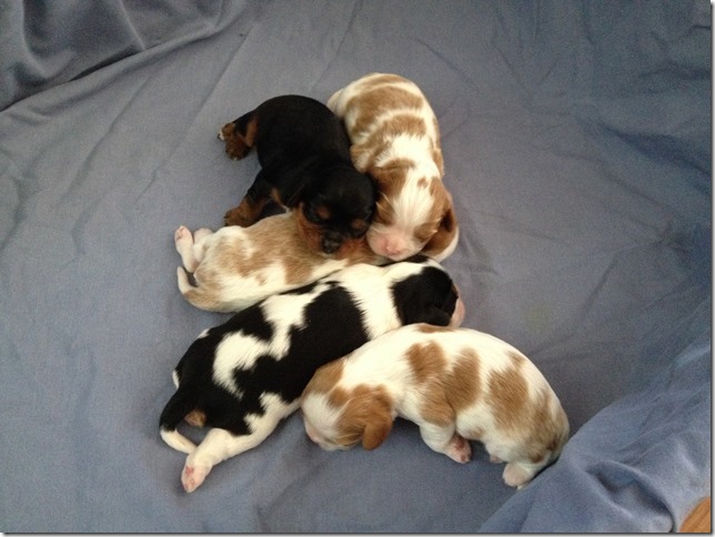 Piper's pups at 1 week old.