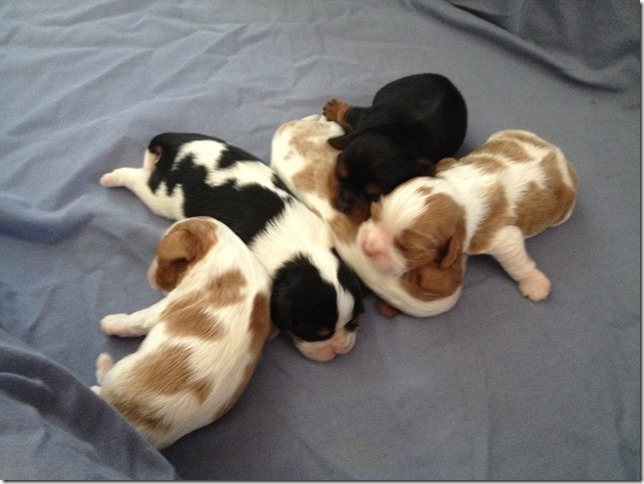 Piper's pups at 1 week old.