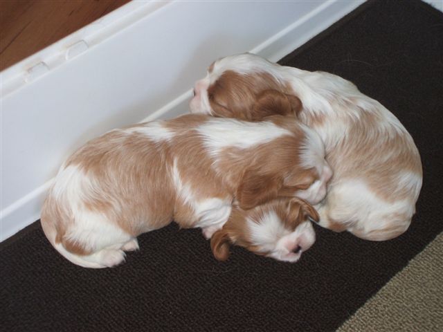 Pups all in a ball at 3 weeks old.