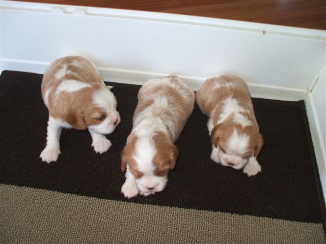 Pups at 3 weeks old. The little boy is in the middle.