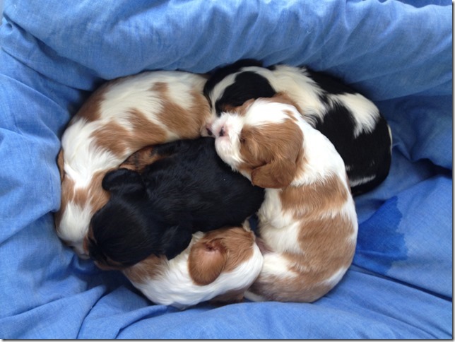 Puppy clan at 3 1/2 weeks old.