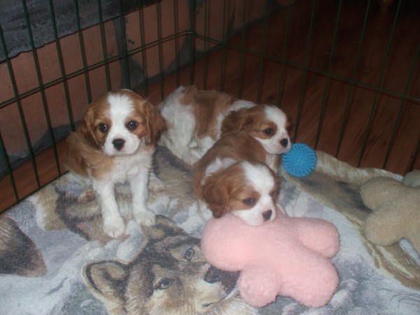 Puppies at 6 1/2 weeks old.